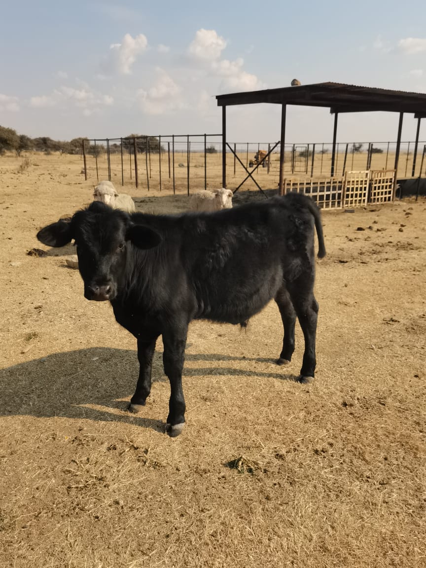 Commercial Property for Sale in Bultfontein Rural Free State